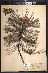 Pinus laricio image