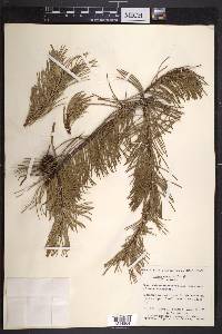 Pinus contorta var. contorta image