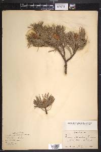 Pinus flexilis image