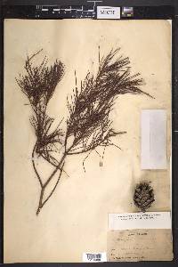 Pinus glabra image