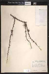 Larix laricina image