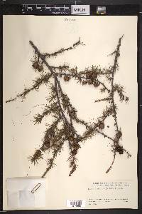 Larix laricina image