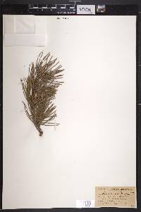 Pinus contorta var. murrayana image