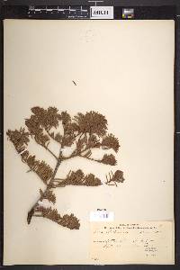 Abies magnifica var. shastensis image