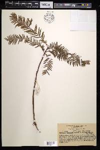 Podocarpus comptonii image