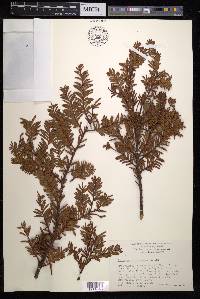 Podocarpus ferrugineus image