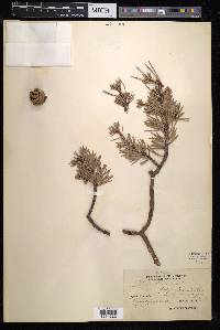 Pinus sylvestris image