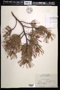 Pinus sylvestris image