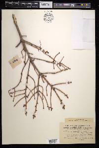 Picea brachytyla image