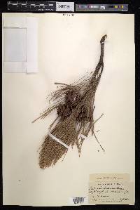 Pinus luchuensis image