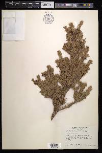 Podocarpus nivalis image