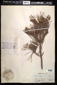 Pinus densiflora image