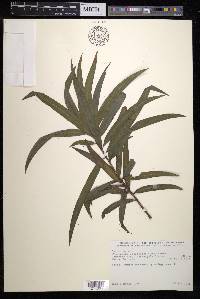 Podocarpus latifolius image