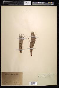 Pinus laricio image