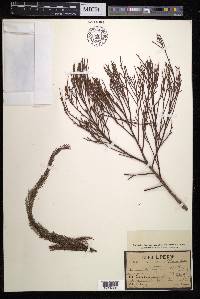 Dacrydium elatum image