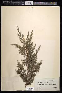 Juniperus chinensis image