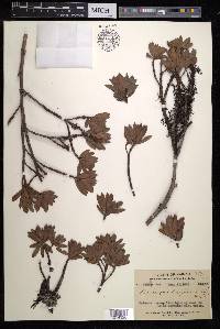 Podocarpus brevifolius image