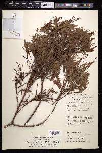 Dacrycarpus imbricatus image
