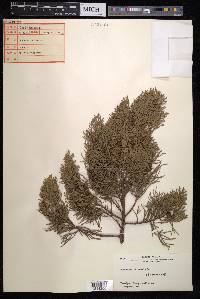 Juniperus chinensis image