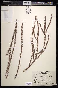 Dacrydium cupressinum image