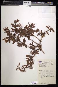 Podocarpus pilgeri image