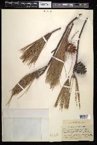 Pinus luchuensis image
