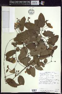 Stigmaphyllon ellipticum image