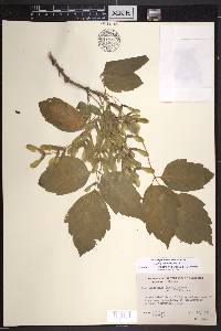 Acer negundo var. texanum image