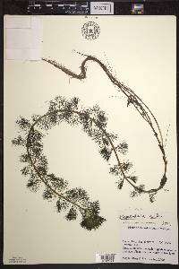 Bidens beckii image