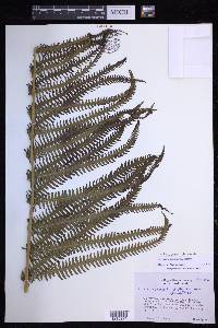 Steiropteris decussata image