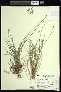 Carex peucophila image