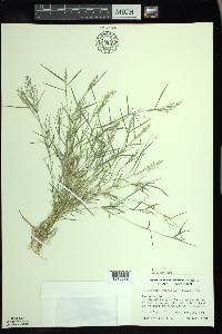 Eragrostis hypnoides image