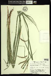 Carex rhynchoperigynium image