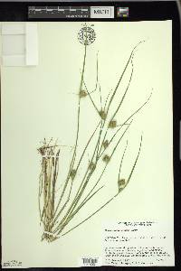 Carex sychnocephala image