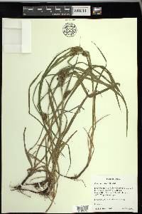 Carex aureolensis image