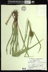 Carex durangensis image