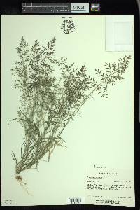 Eragrostis minor image