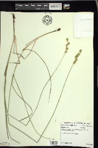 Carex merritt-fernaldii image