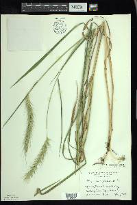 Elymus riparius image