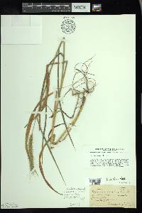 Elymus villosus image