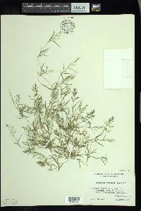 Eragrostis hypnoides image