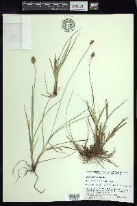 Carex xalapensis image