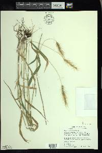Elymus villosus image
