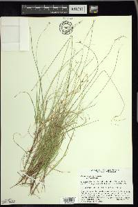 Carex trisperma image