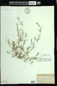 Eragrostis hypnoides image