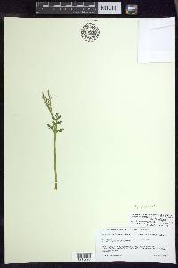 Botrychium angustisegmentum image