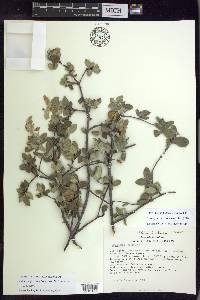 Calcicola parvifolia image