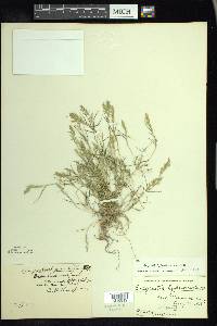 Eragrostis hypnoides image