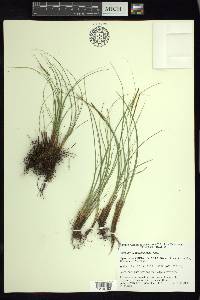 Carex longissima image