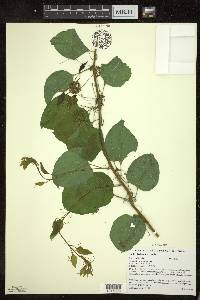 Smilax lasioneura image